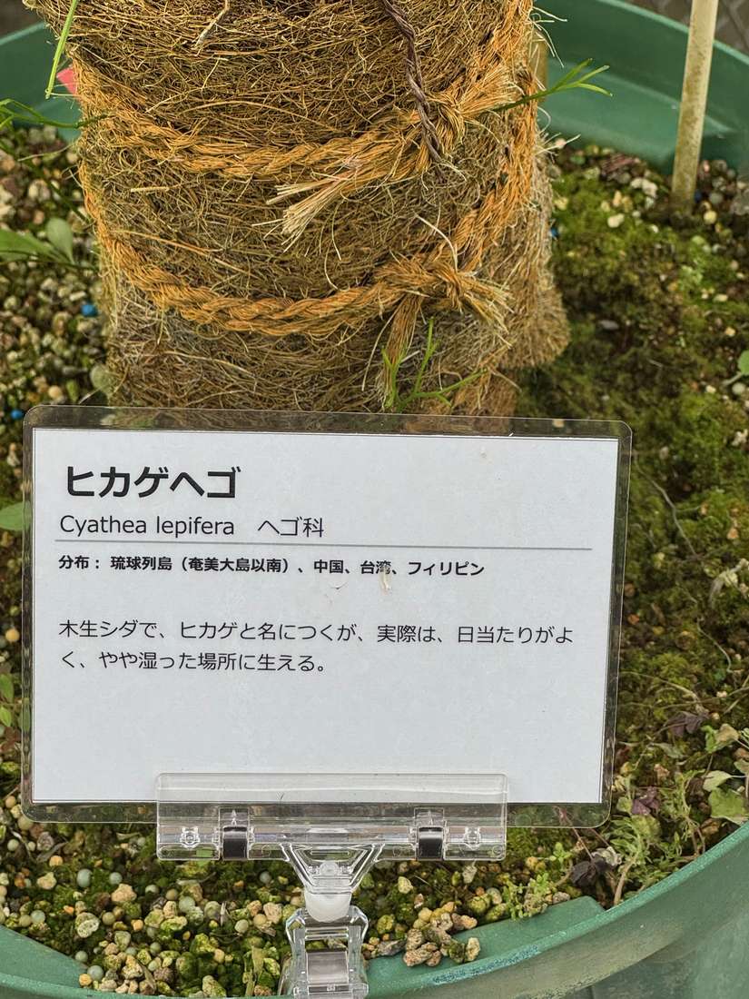 ヒカゲヘゴ 1