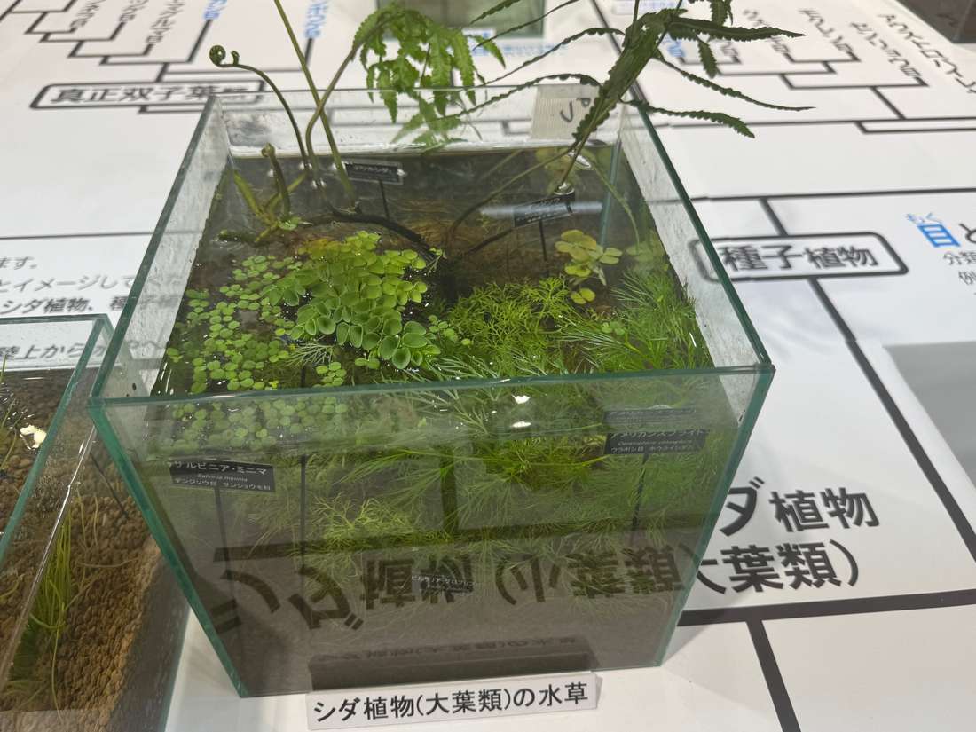 サルビニア・ミニマ 1