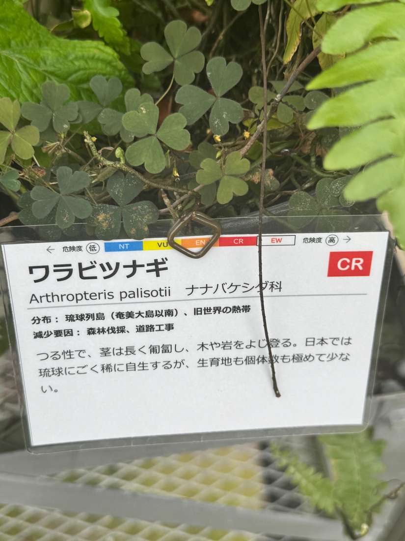 ワラビツナギ 1