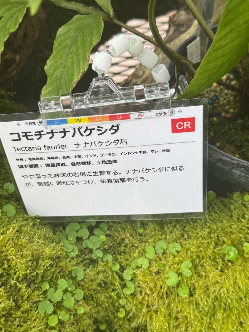 コモチナナバケシダ 1