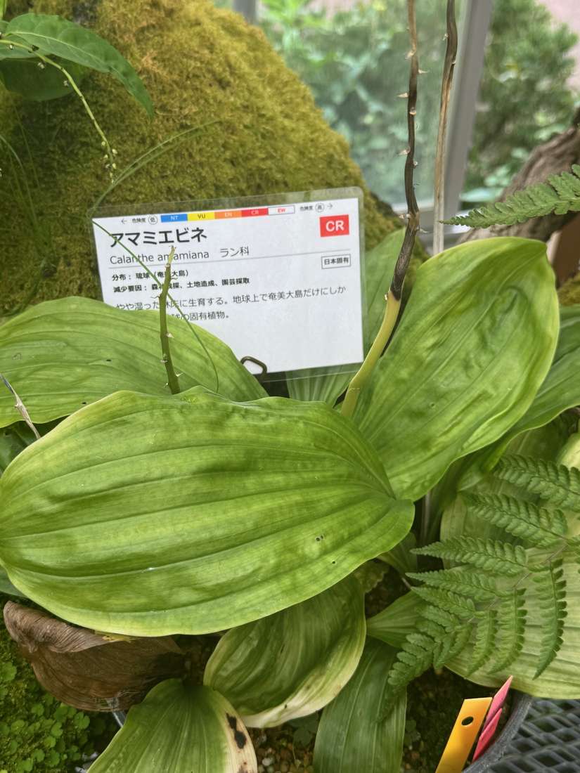 アマミエビネ 1