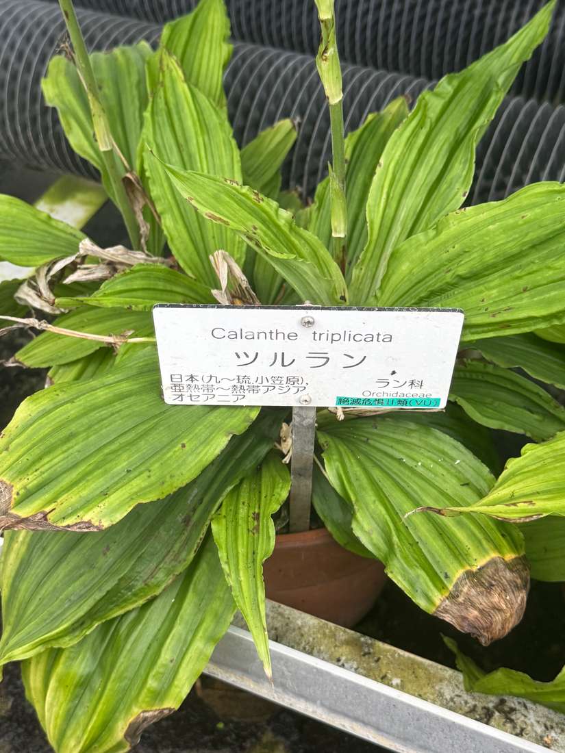 ツルラン 1