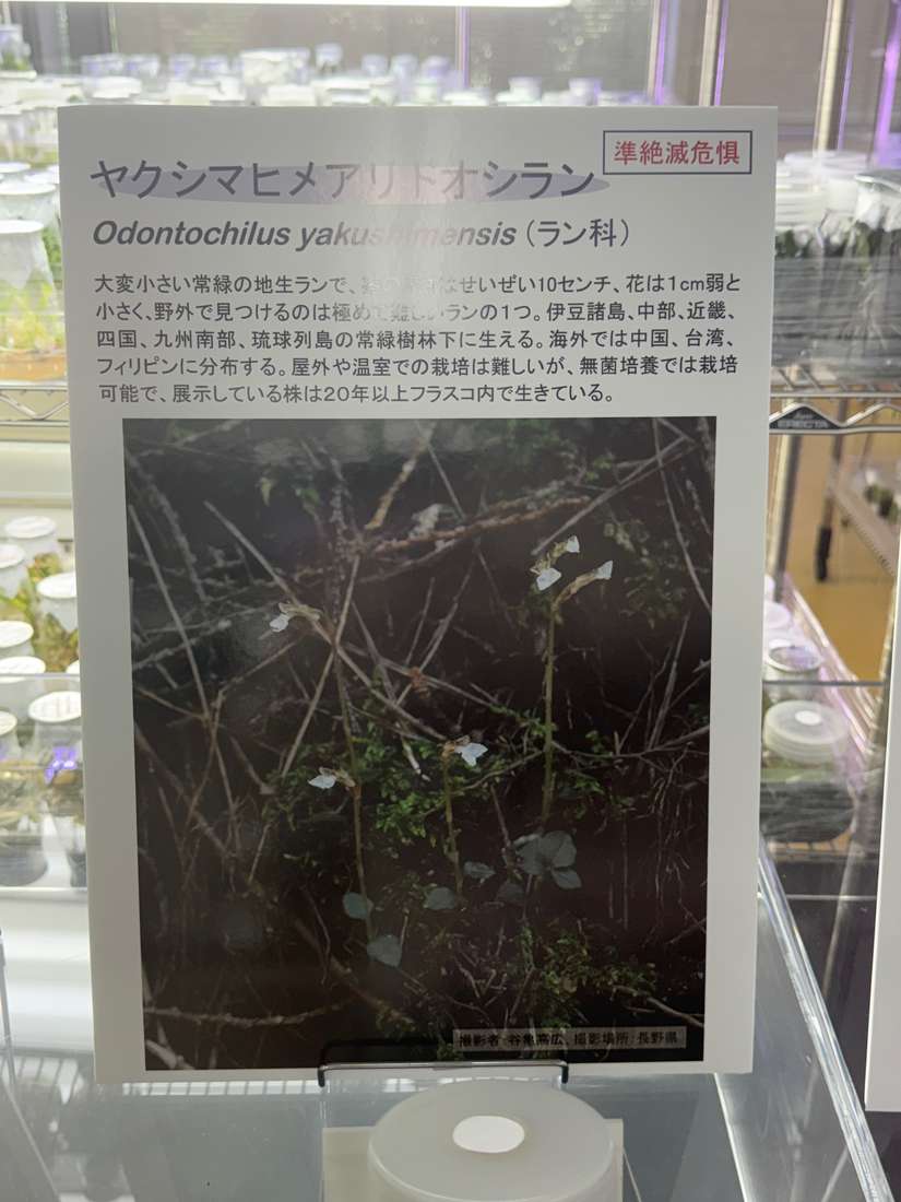 ヤクシマヒメアリドオシラン 1