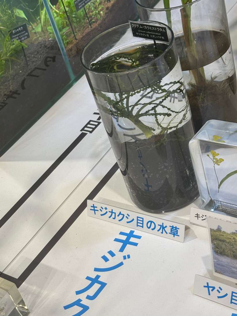クリナム・カラミストラタム 1