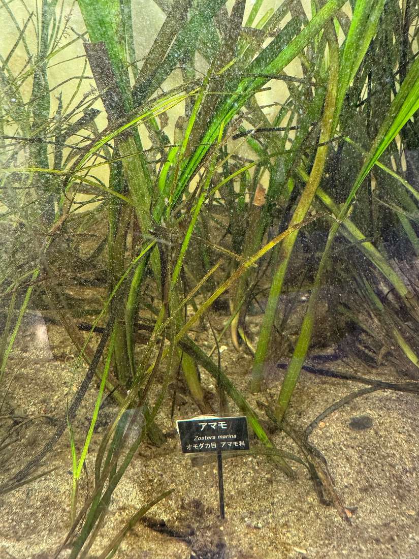 アマモ 1