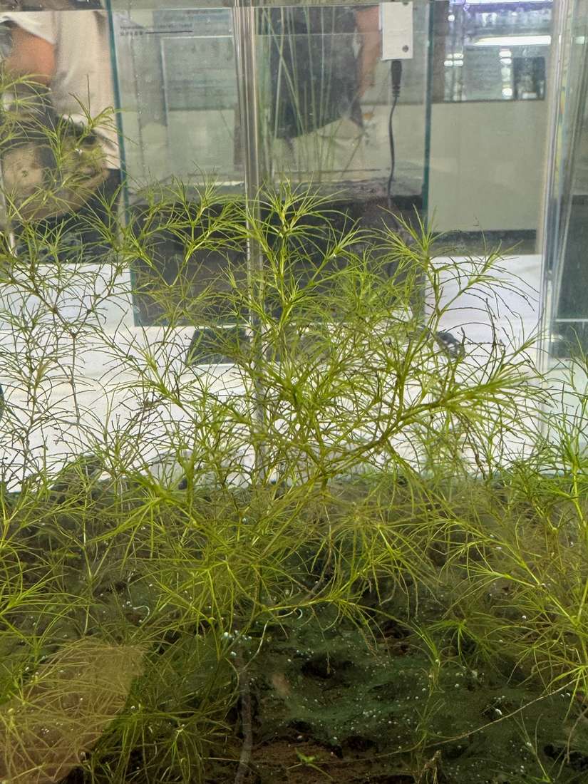ムサシモ 1