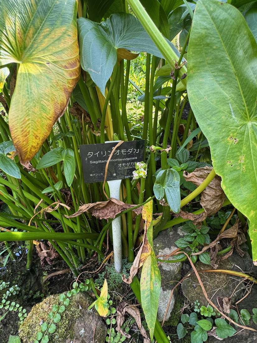 タイリンオモダカ 1