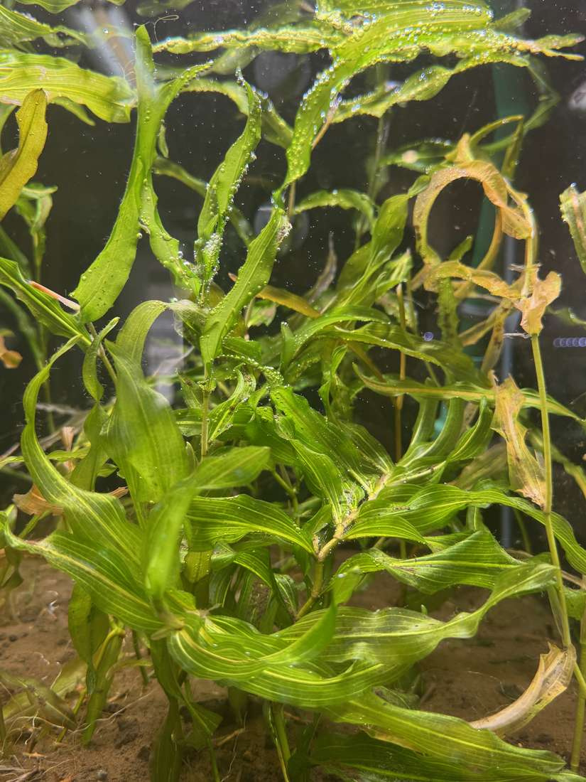 ナガバエビモ 1