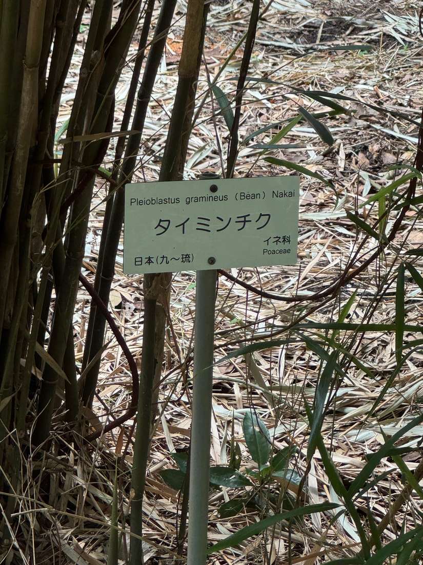 タイミンチク 1