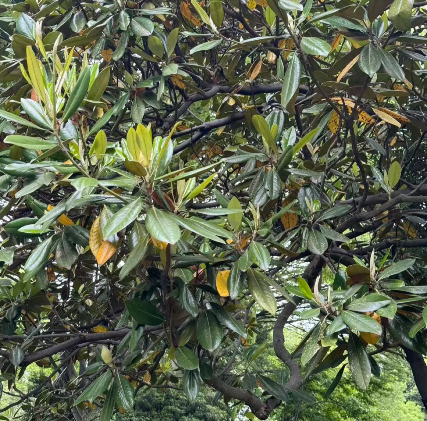 タイサンボク 1