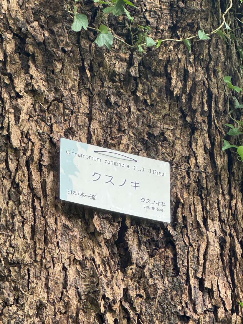 クスノキ（楠、樟） 1