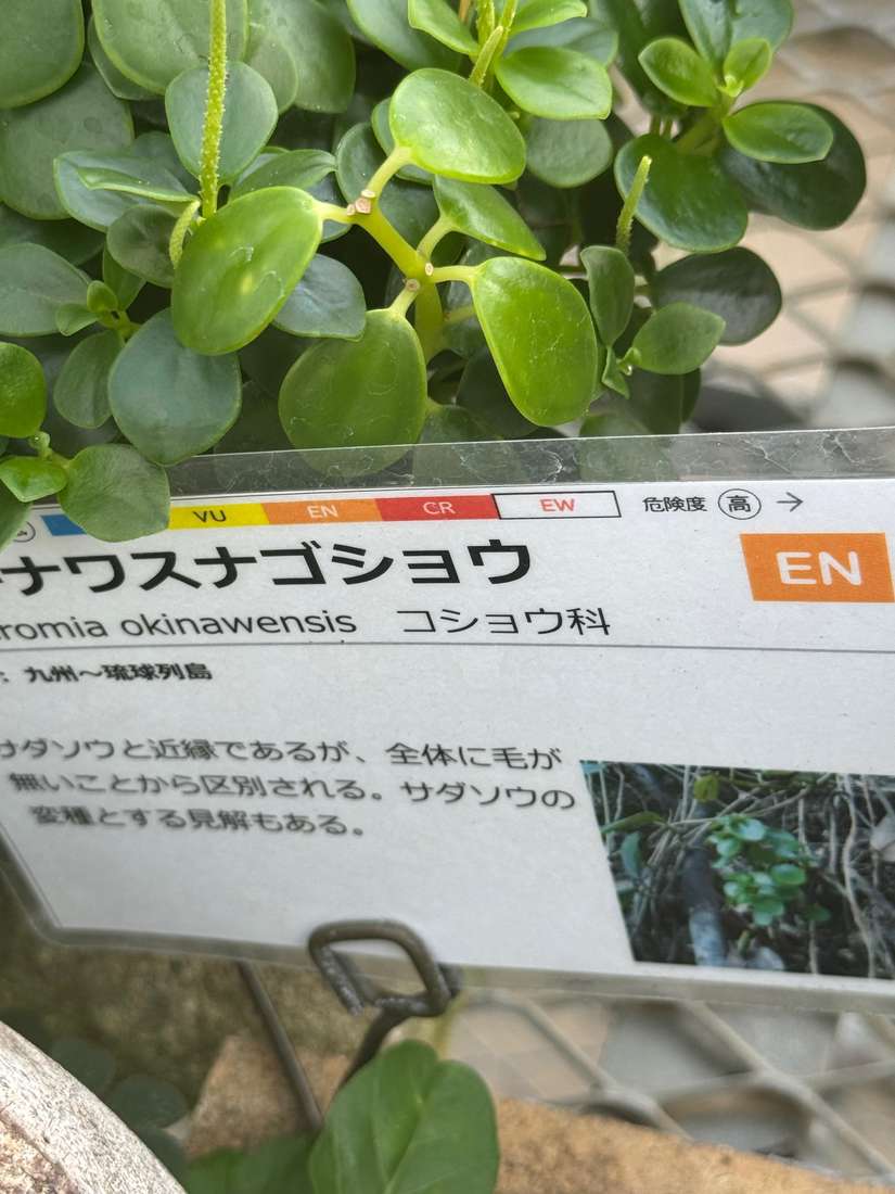 オキナワスナゴショウ 1