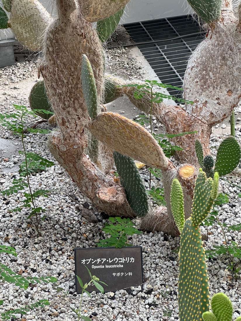 オプンチア・レウコトリカ 1