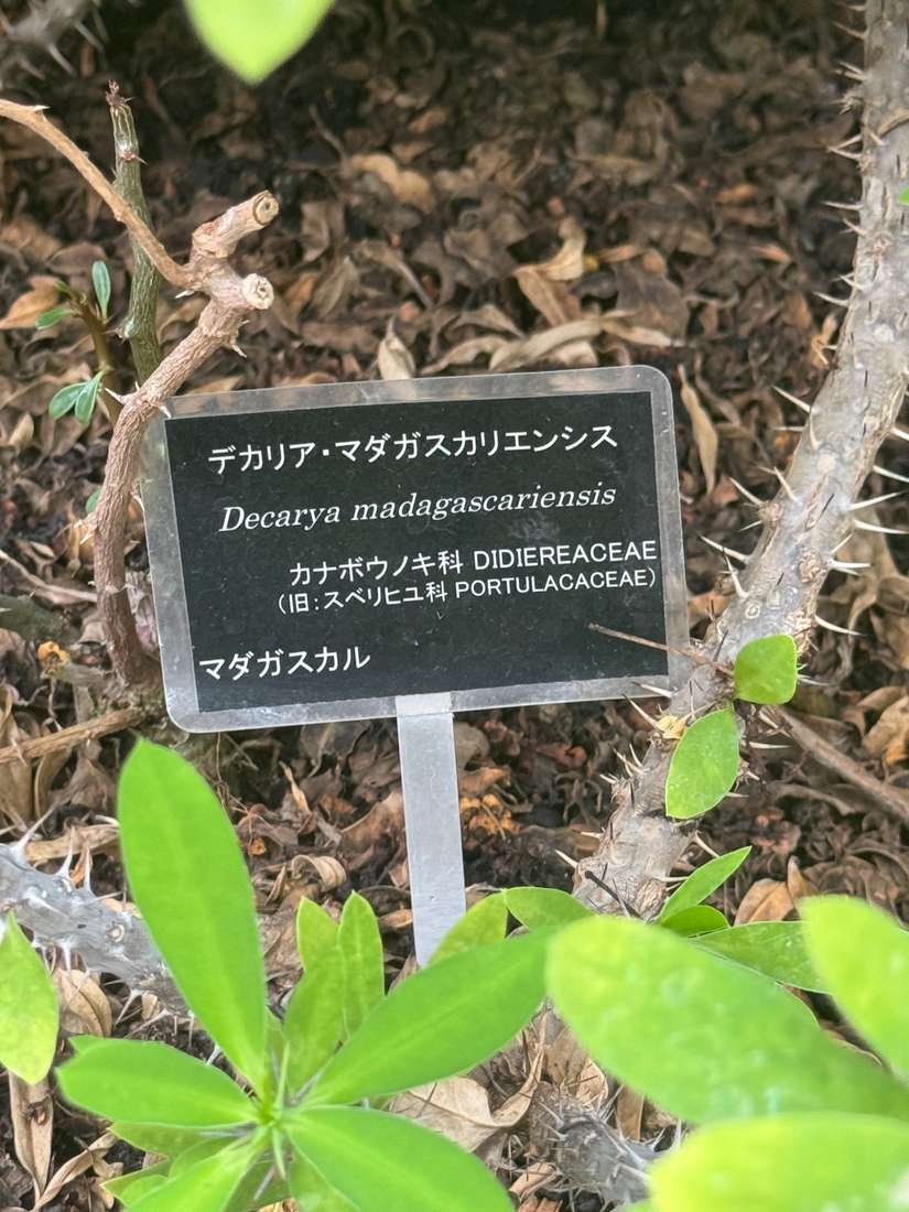 デカリア・マダガスカリエンシス 1