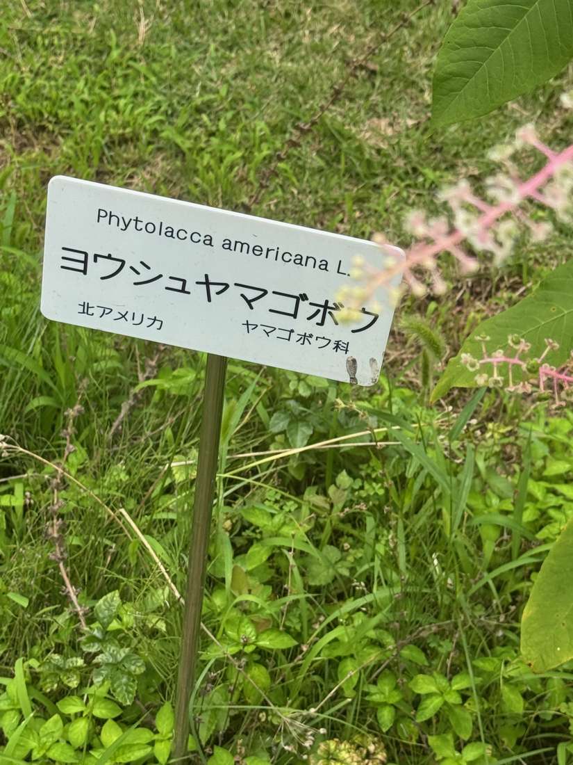 ヨウシュヤマゴボウ（洋種山牛蒡） 1