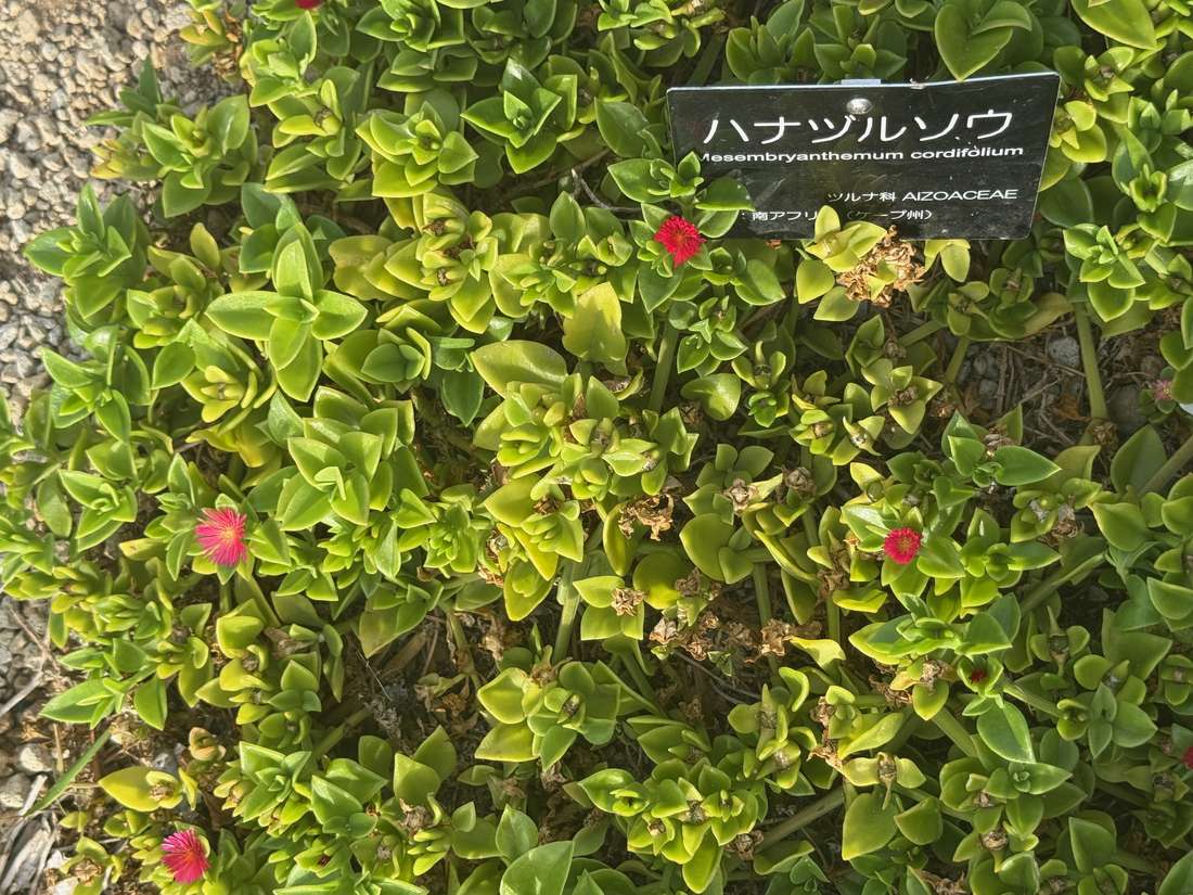 ハナツルソウ（花蔓草） 1