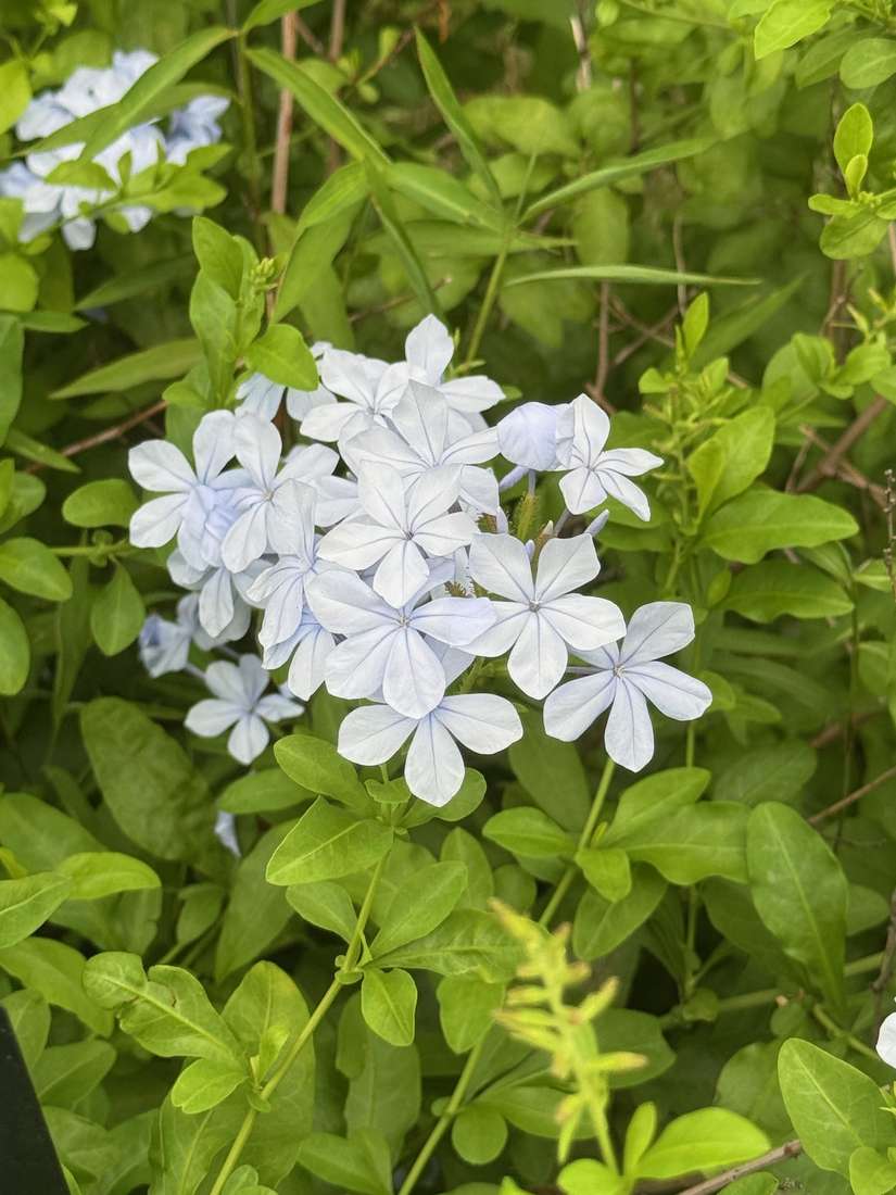 ルリマツリ（瑠璃茉莉） 1