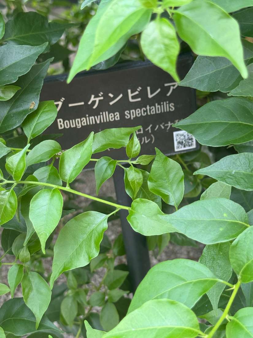 ブーゲンビレア、ブーゲンビリア 1