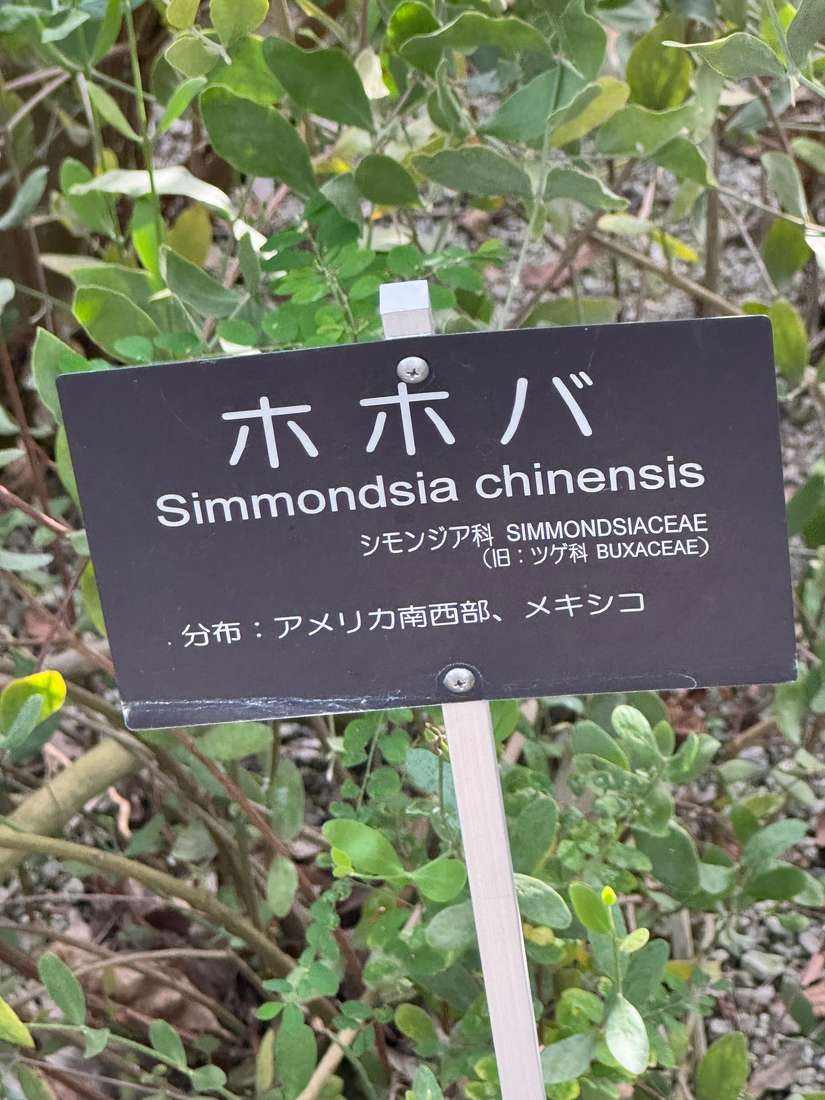 ホホバ 1