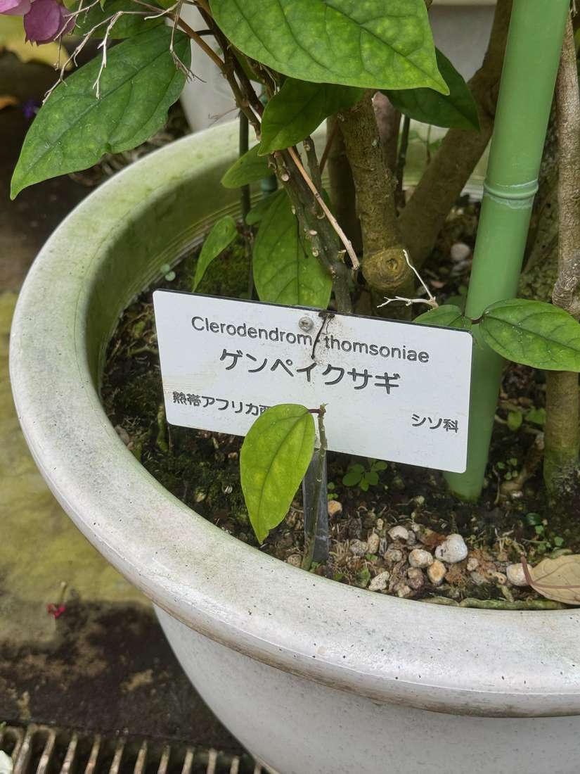 ゲンペイクサギ（源平臭木） 1