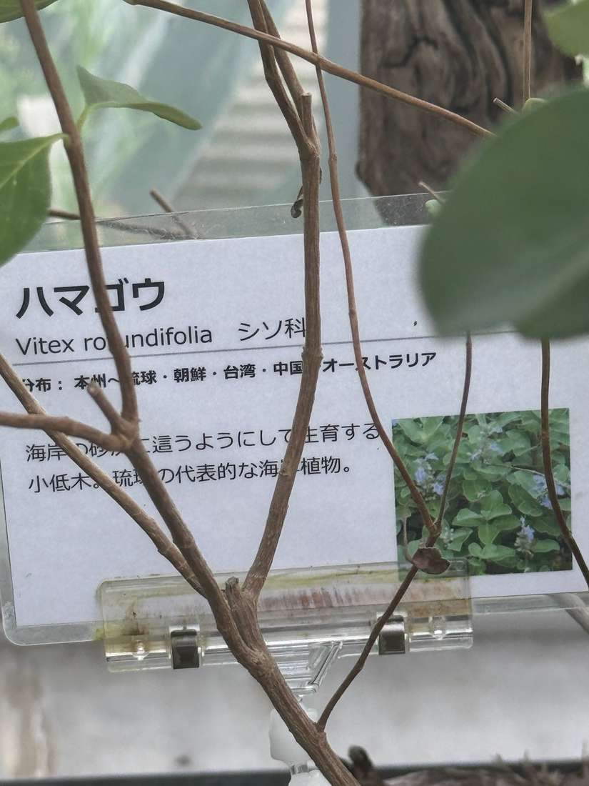 ハマゴウ 1