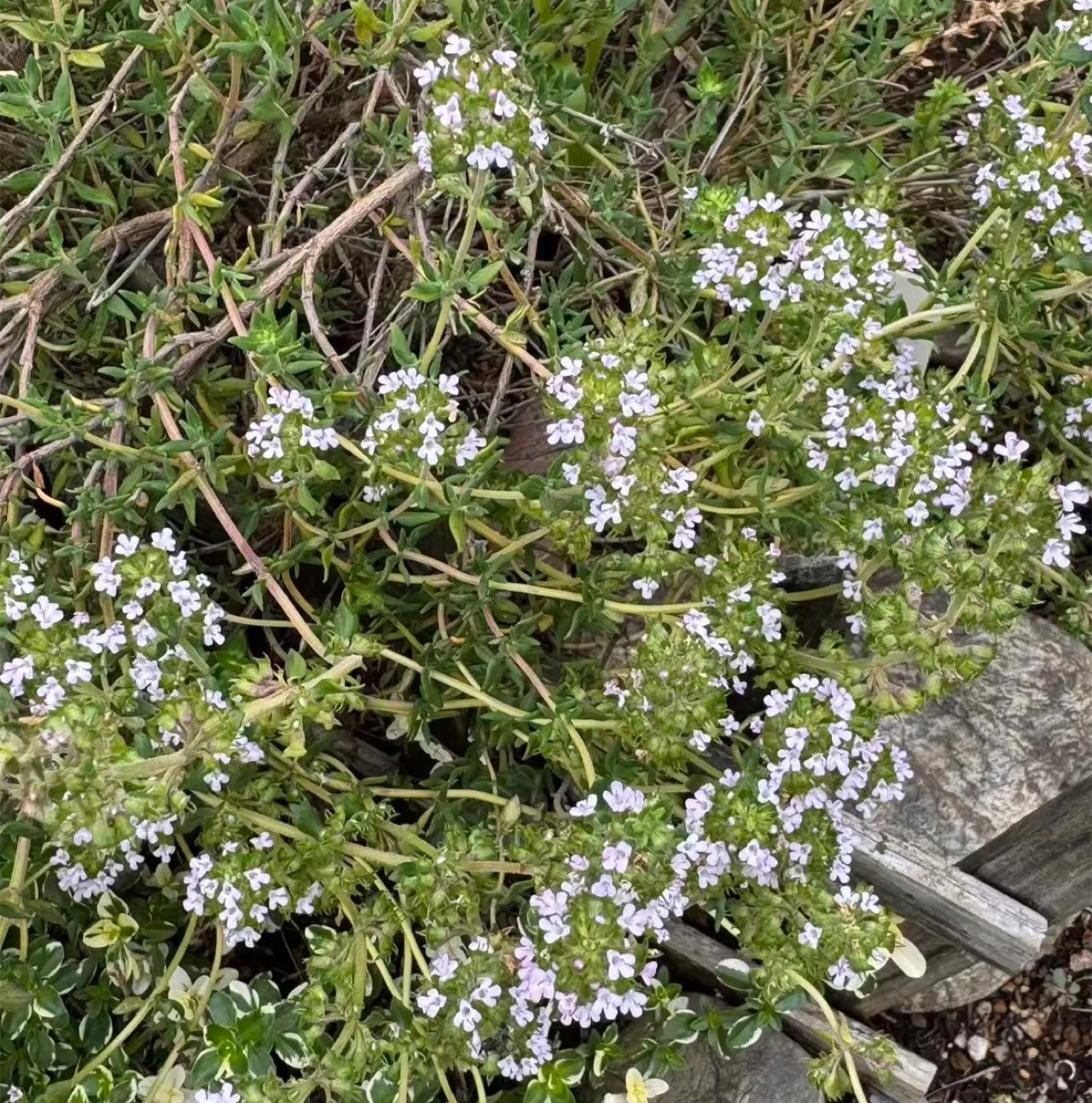 タイム 1