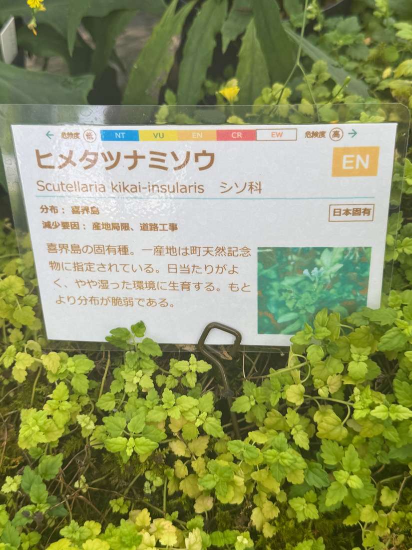 ヒメタツナミソウ（姫立浪草） 1