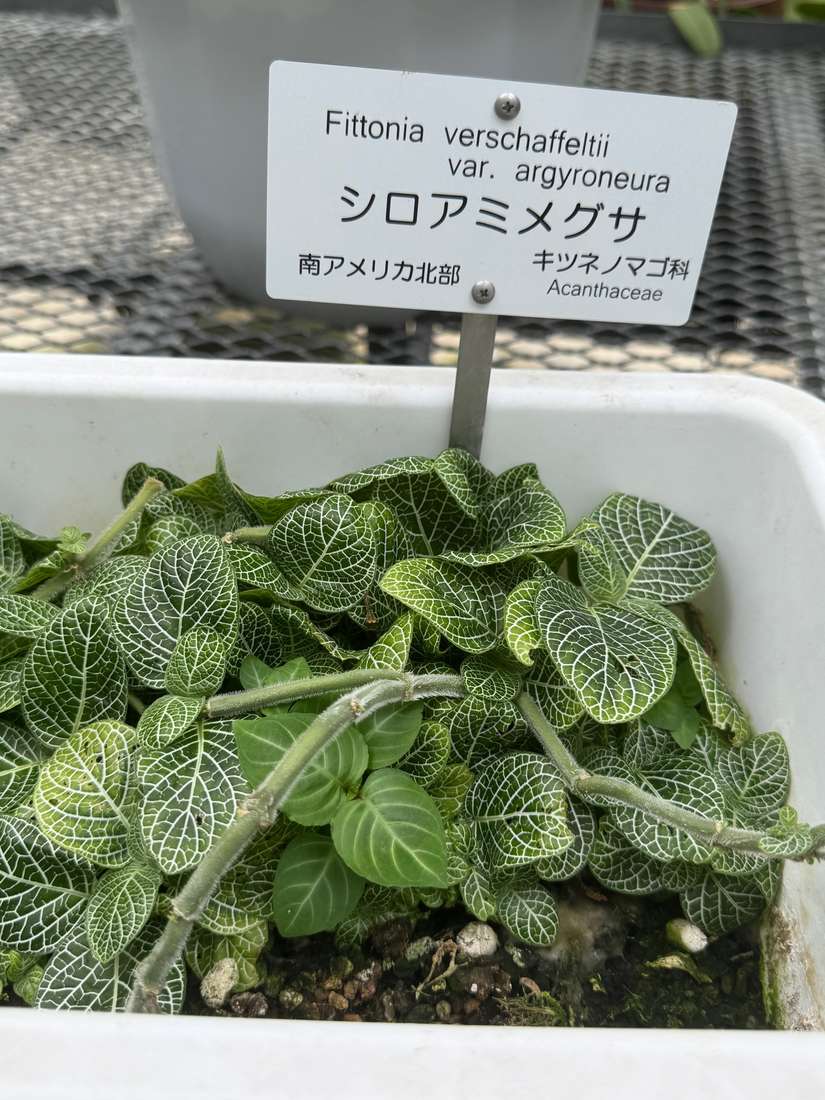 シロアミメグサ（白網目草） 1
