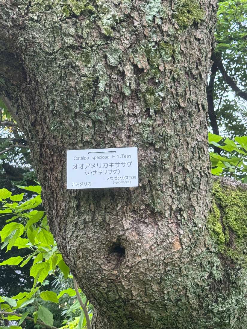 オオアメリカキササゲ、ハナキササゲ 1