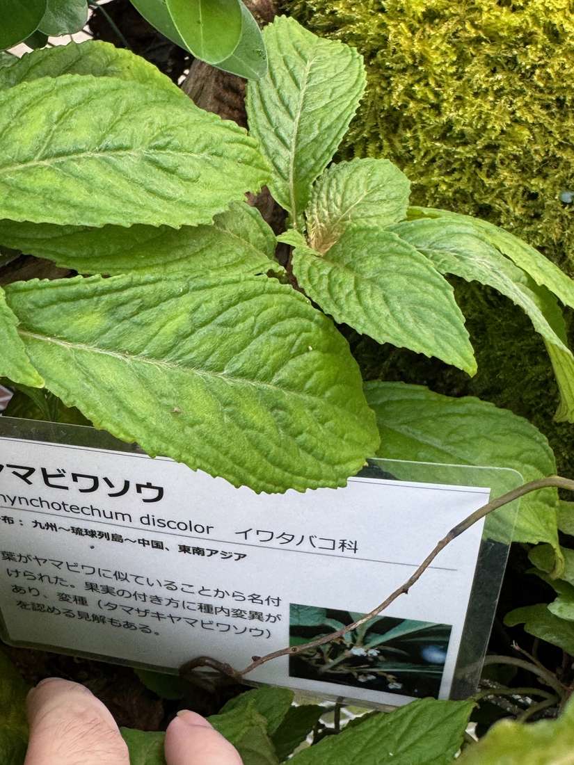 タマビワソウ 1