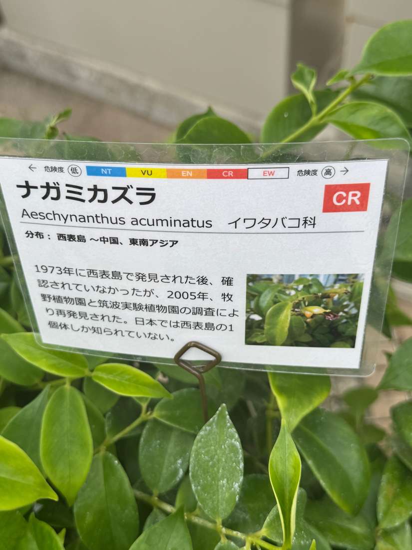 ナガミカズラ 1