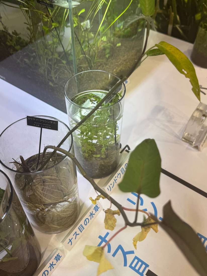 ヨウサイ（蕹菜）、クウシンサイ（空心菜）、エンサイ 1