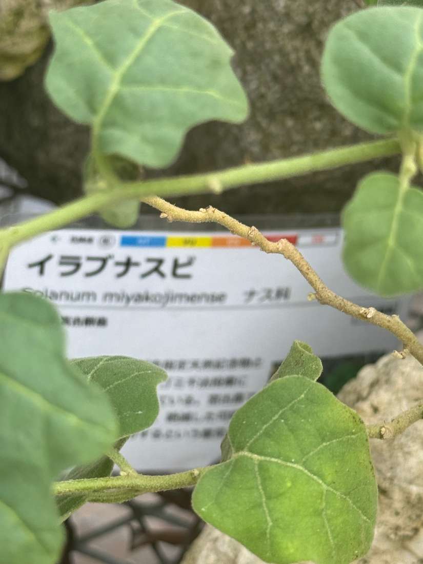 イラブナスビ 1