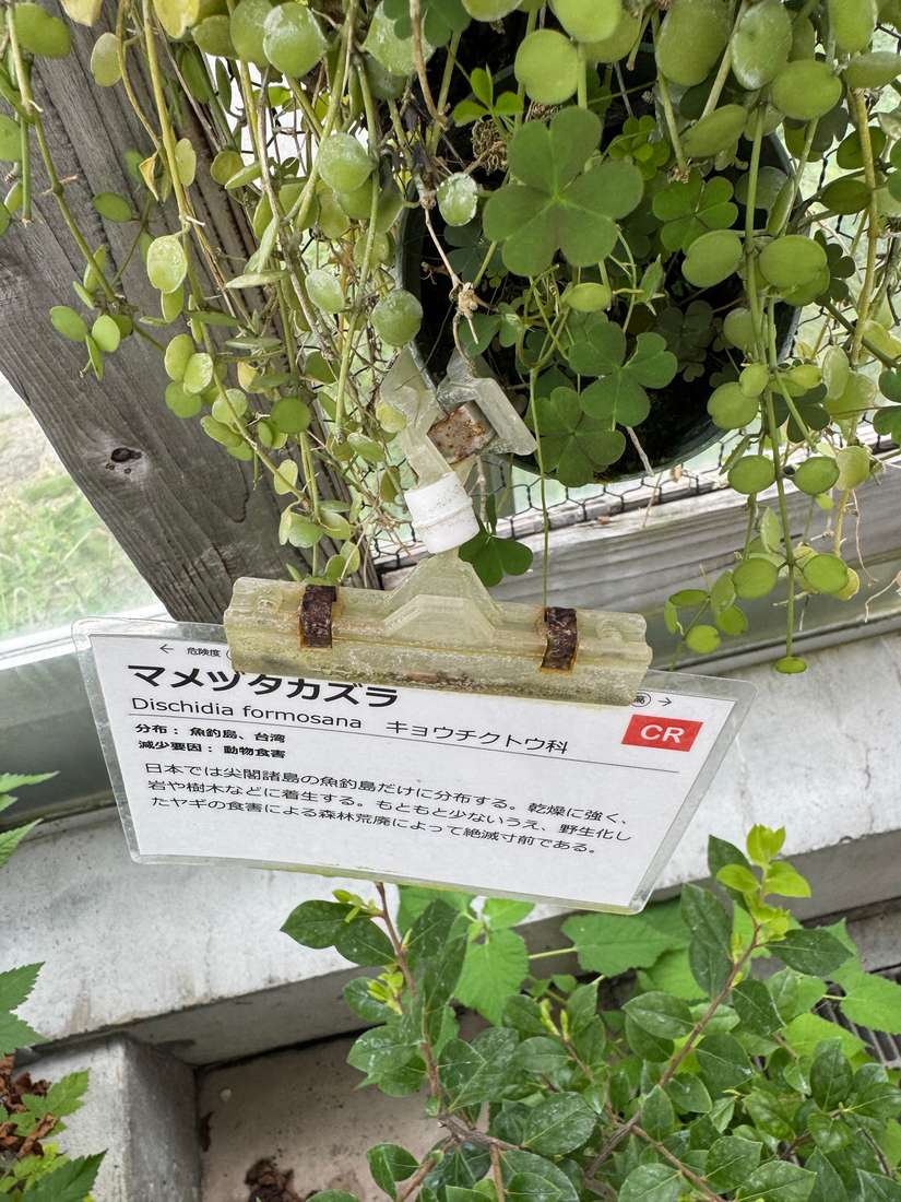 マメツタカズラ 1