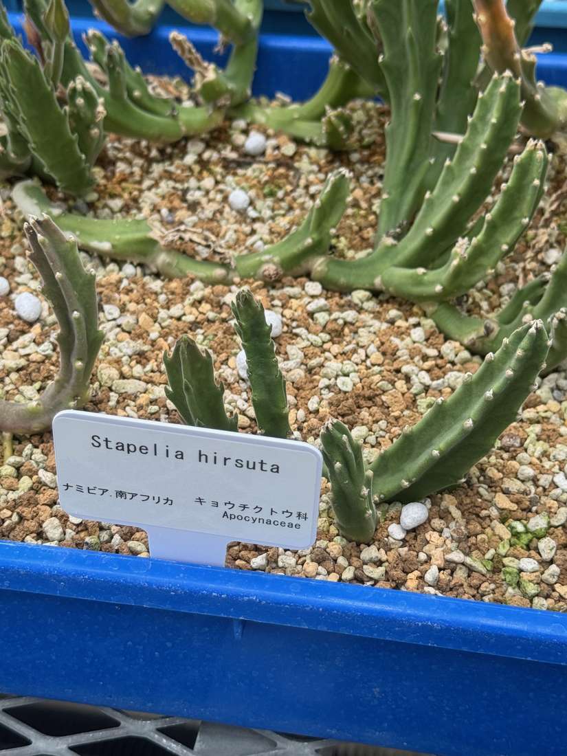 スタペリア・ヒルスタ 1