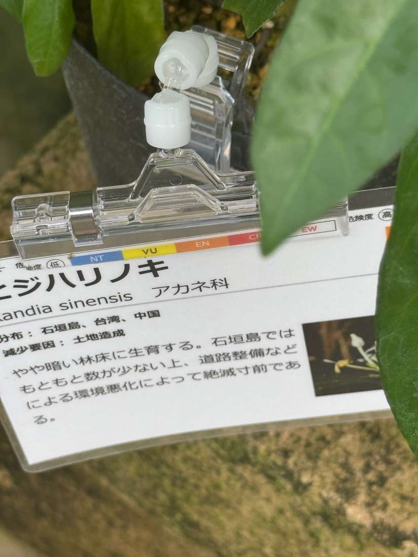 ニジハリノキ 1