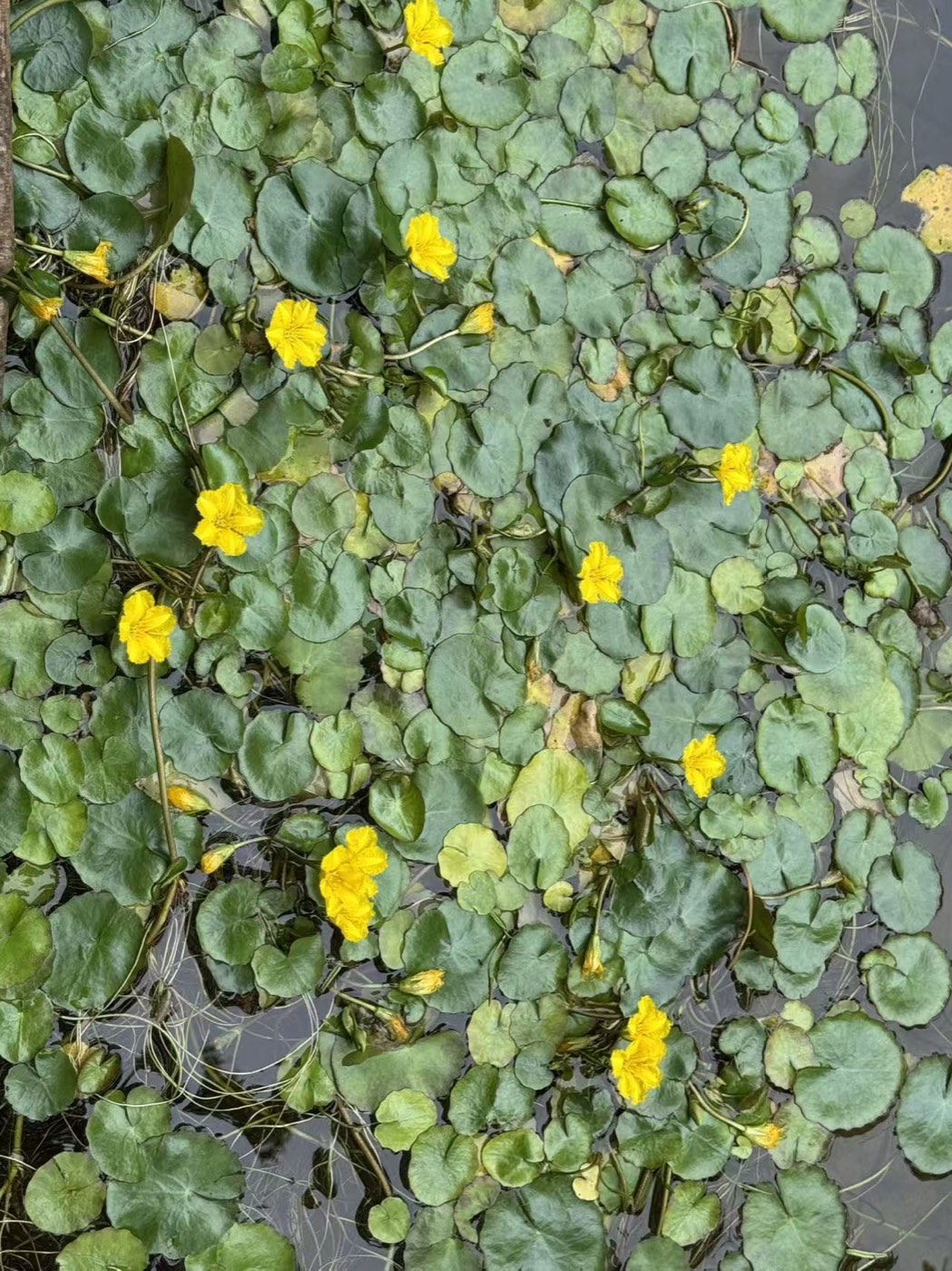 アサザ 1