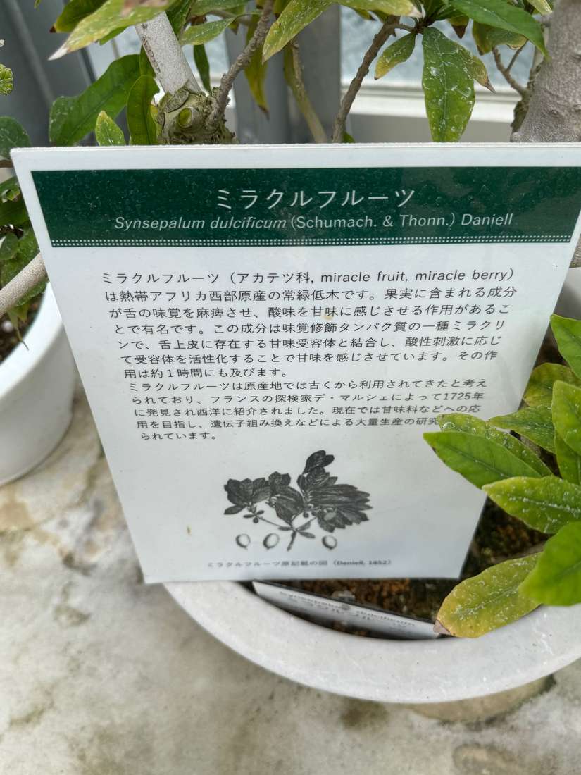 ミラクルフルーツ 1