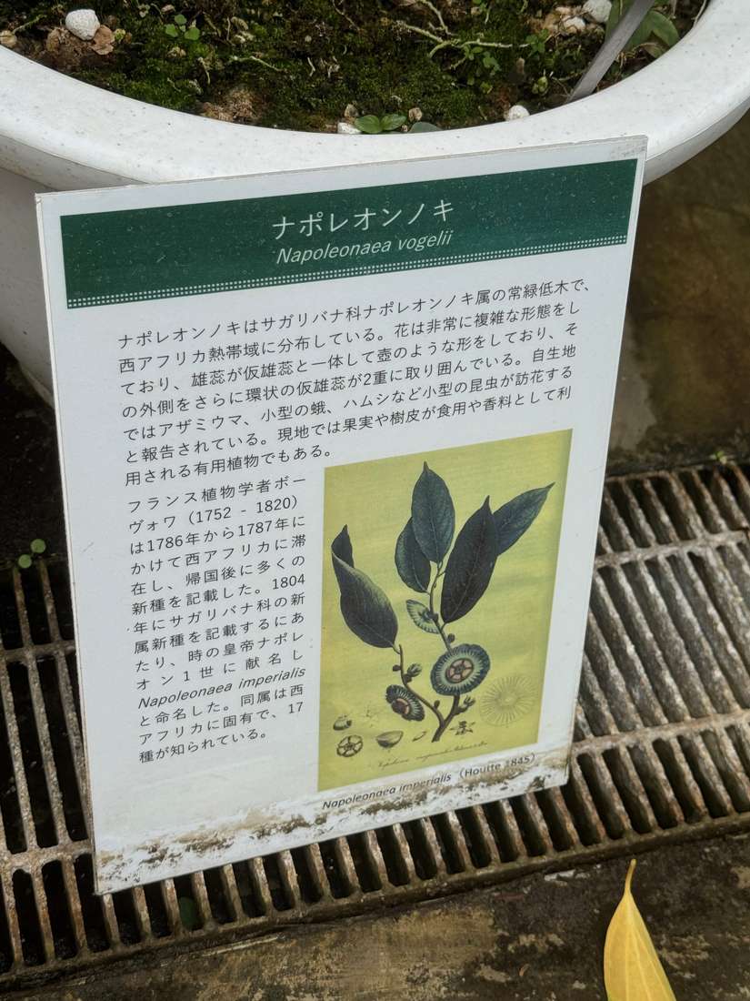 ナポレオンノキ 1
