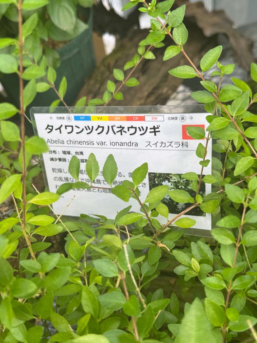 タイワンツクバネウツギ 1
