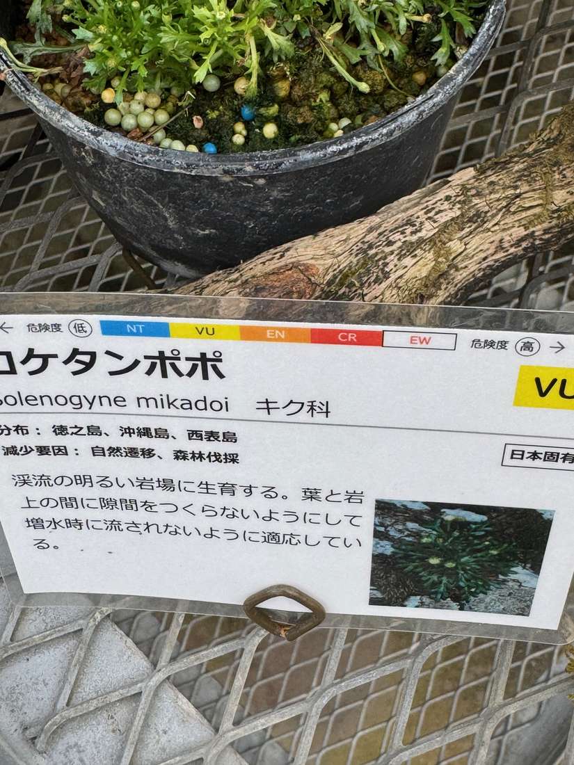 コケタンポポ（苔蒲公英） 1