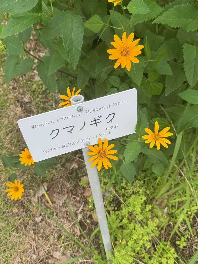クマノギク（熊野菊） 1