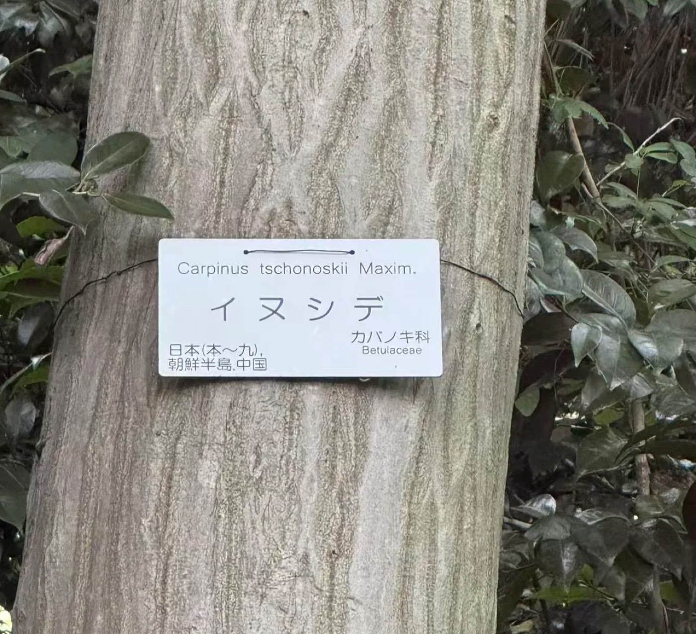 イヌシデ 1