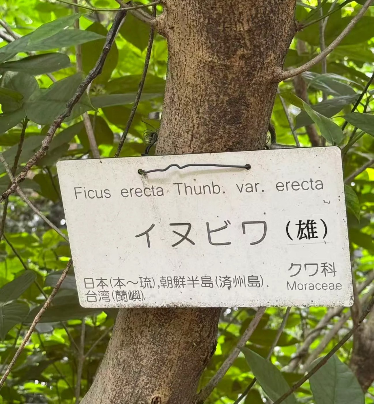 イヌビワ 1