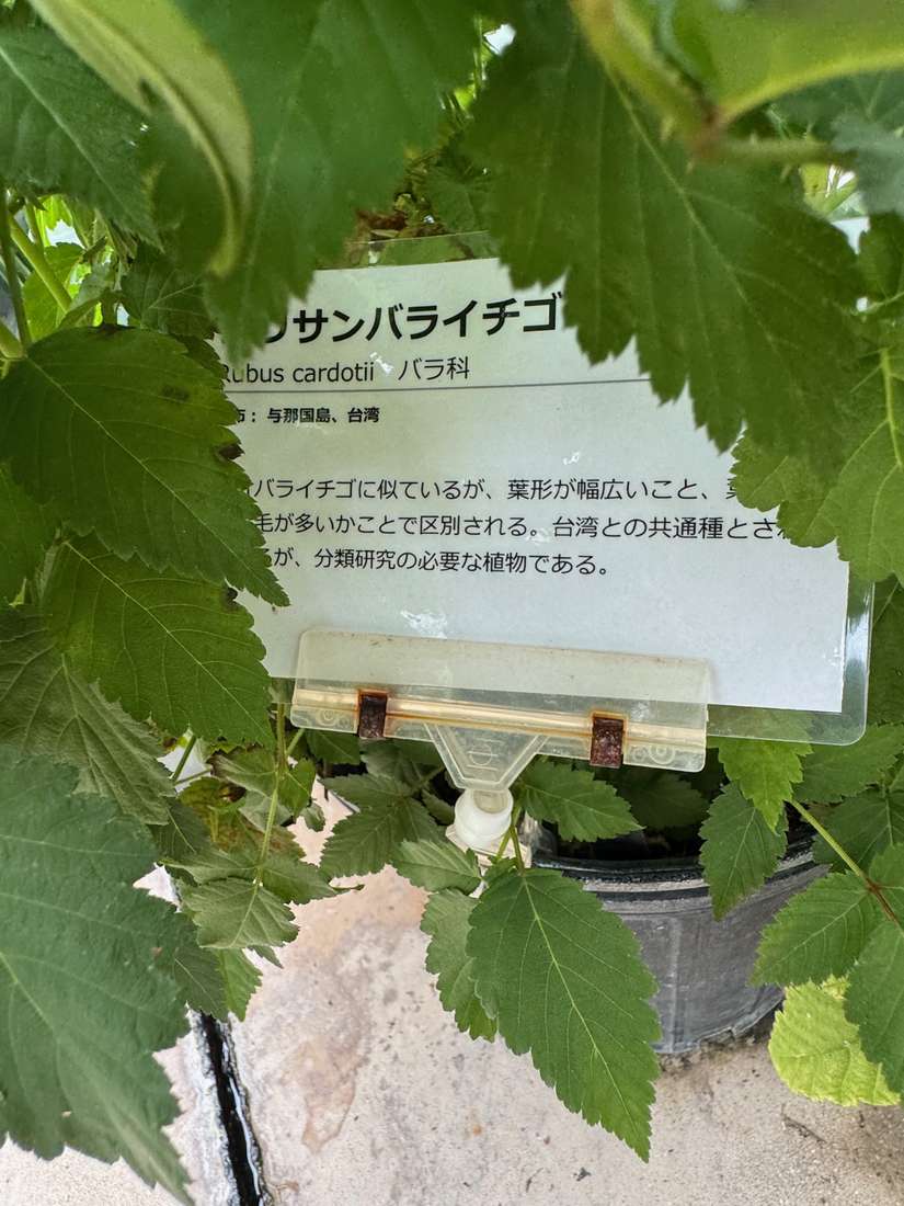 サンバライチゴ 1