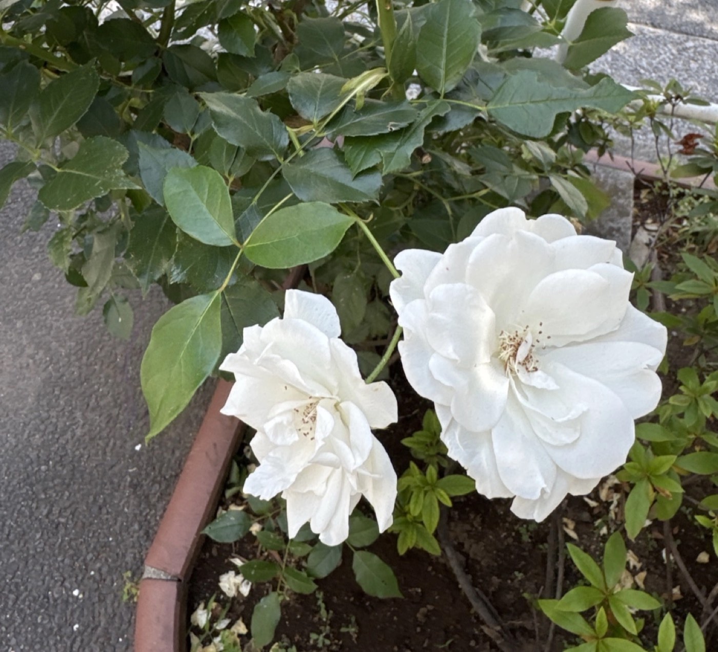 コウシンバラ 1