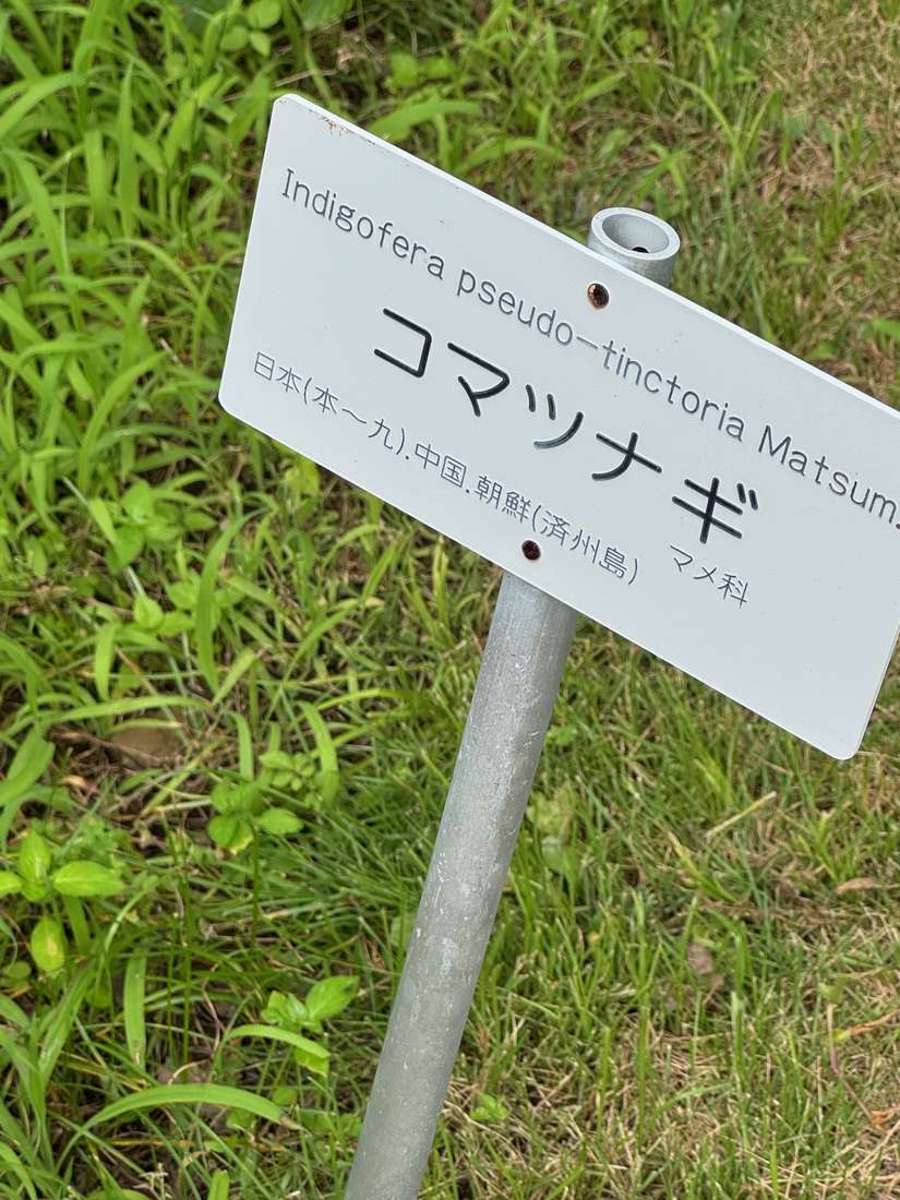 コマツナギ（駒繋） 1