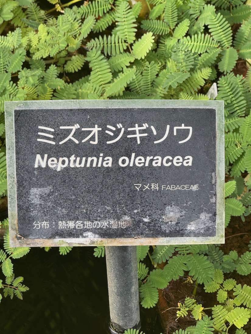 ミズオジギソウ 1
