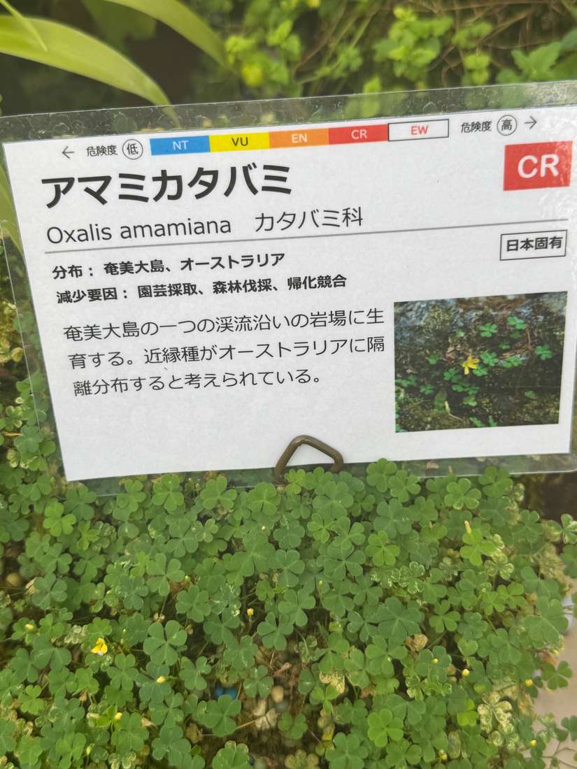 アマミカタバミ（奄美片喰） 1
