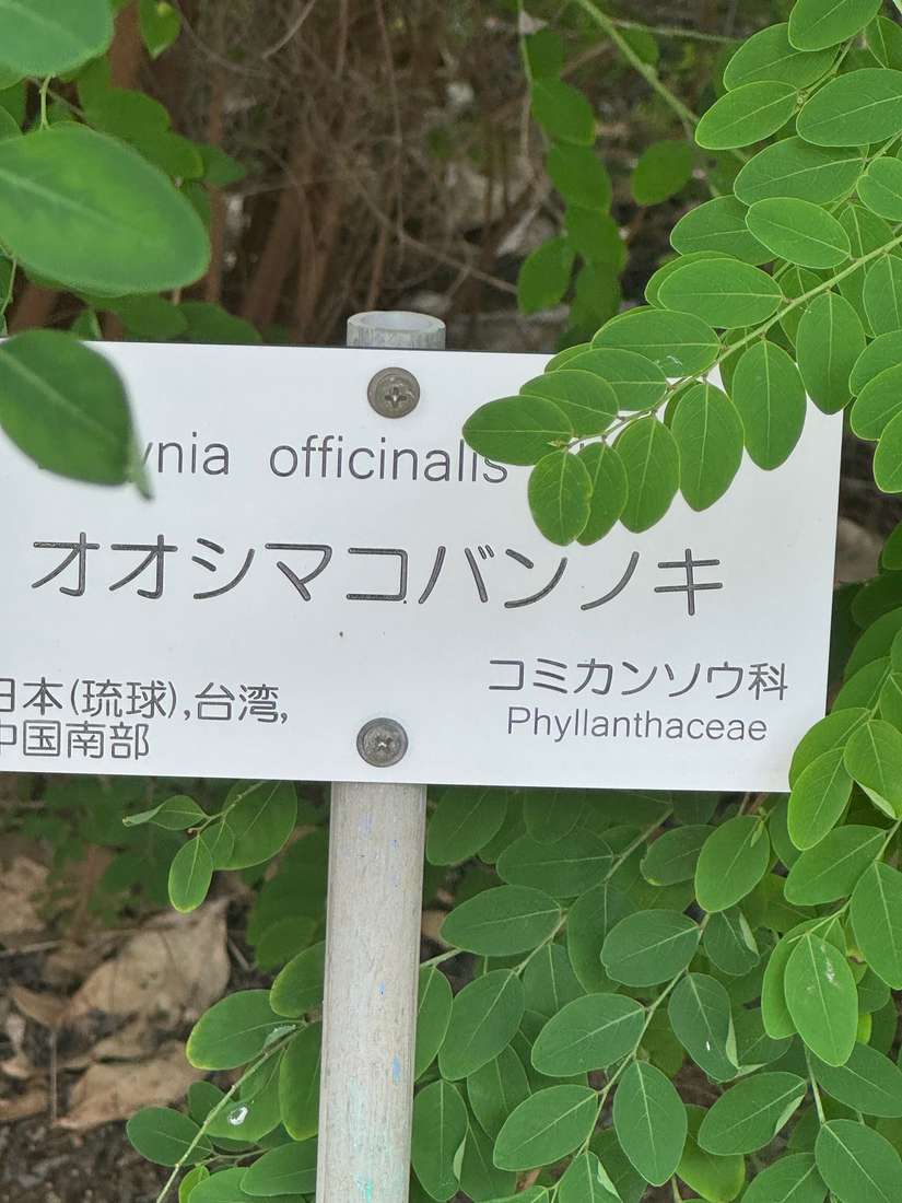 オオシマコバンノキ 1